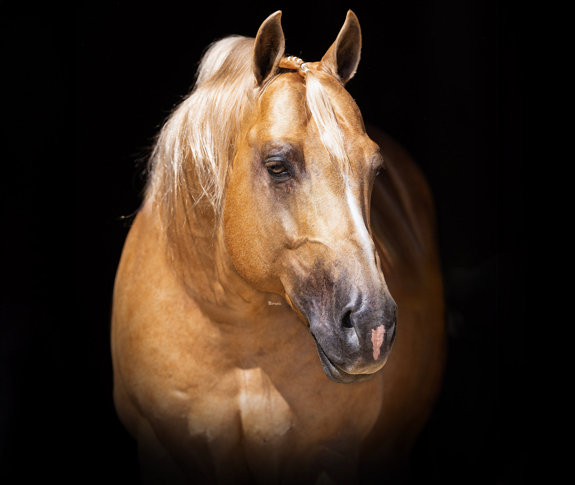ITS ALL ABOUT RUF, palomino reining stallion by Not Ruf At All out of a Hollywood Dun It mare