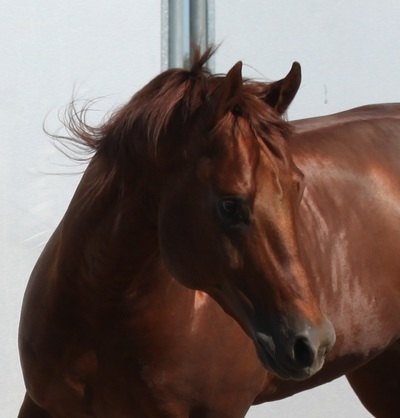 Its All About Smart, sorrel reining stallion by Smart Spook