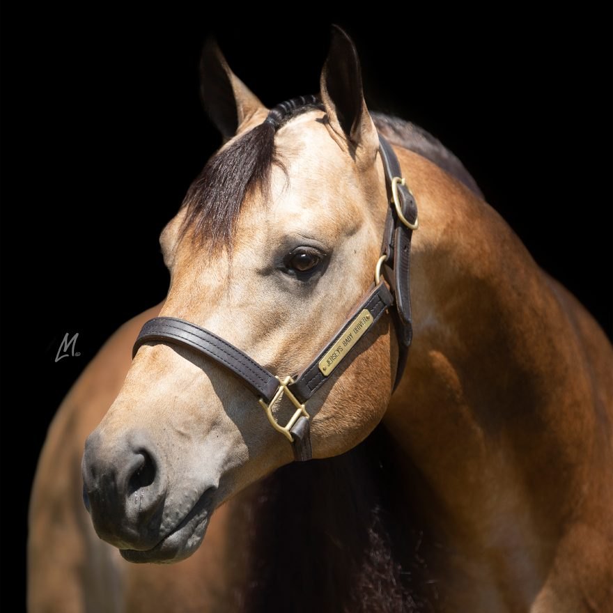 Jerseys Baby Driver, buckskin reining stallion by Yellow Jersey out of a Smart Chic Olena mare