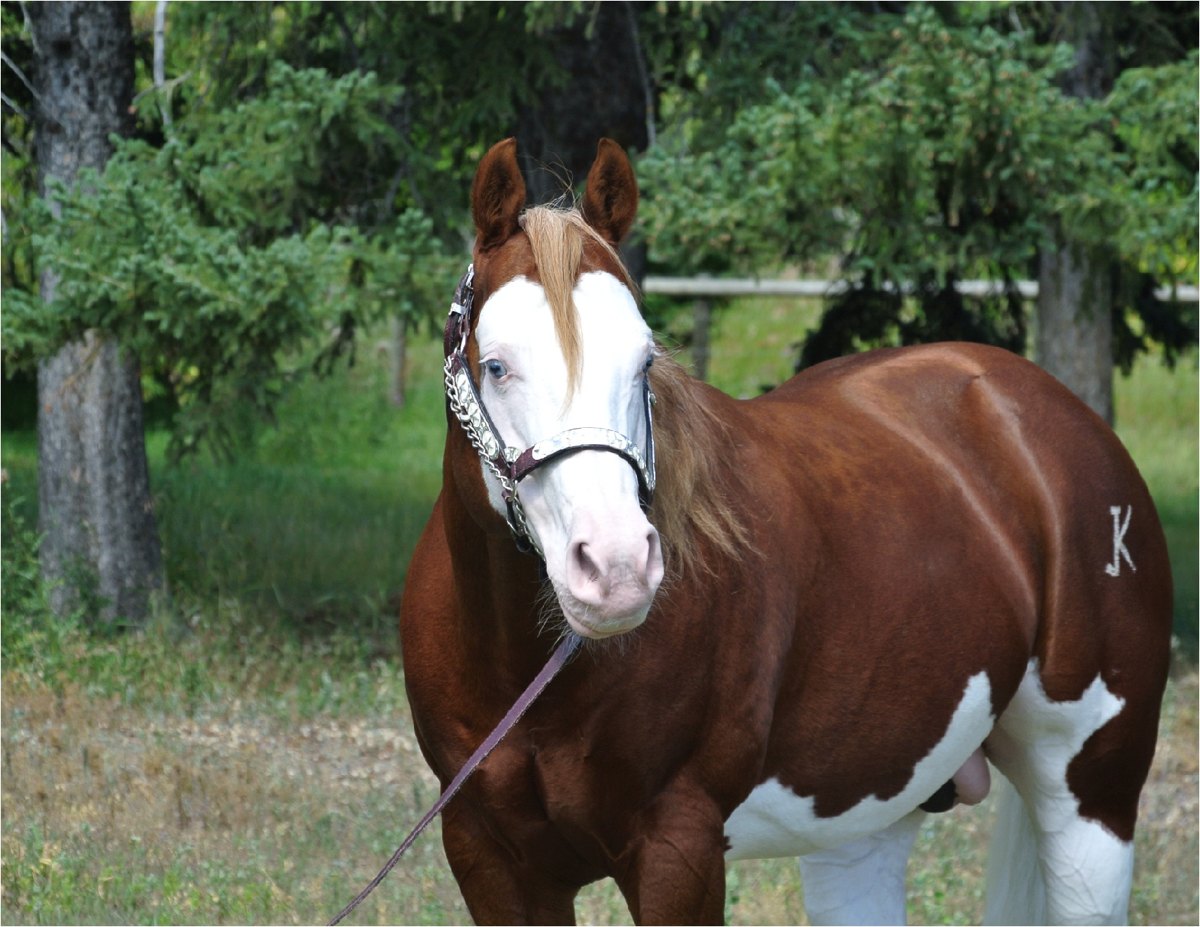 Ju Juzz Gunslinger, sorrel reining stallion by Colonels Lil Gun out of a Jujo's Jay Bar mare