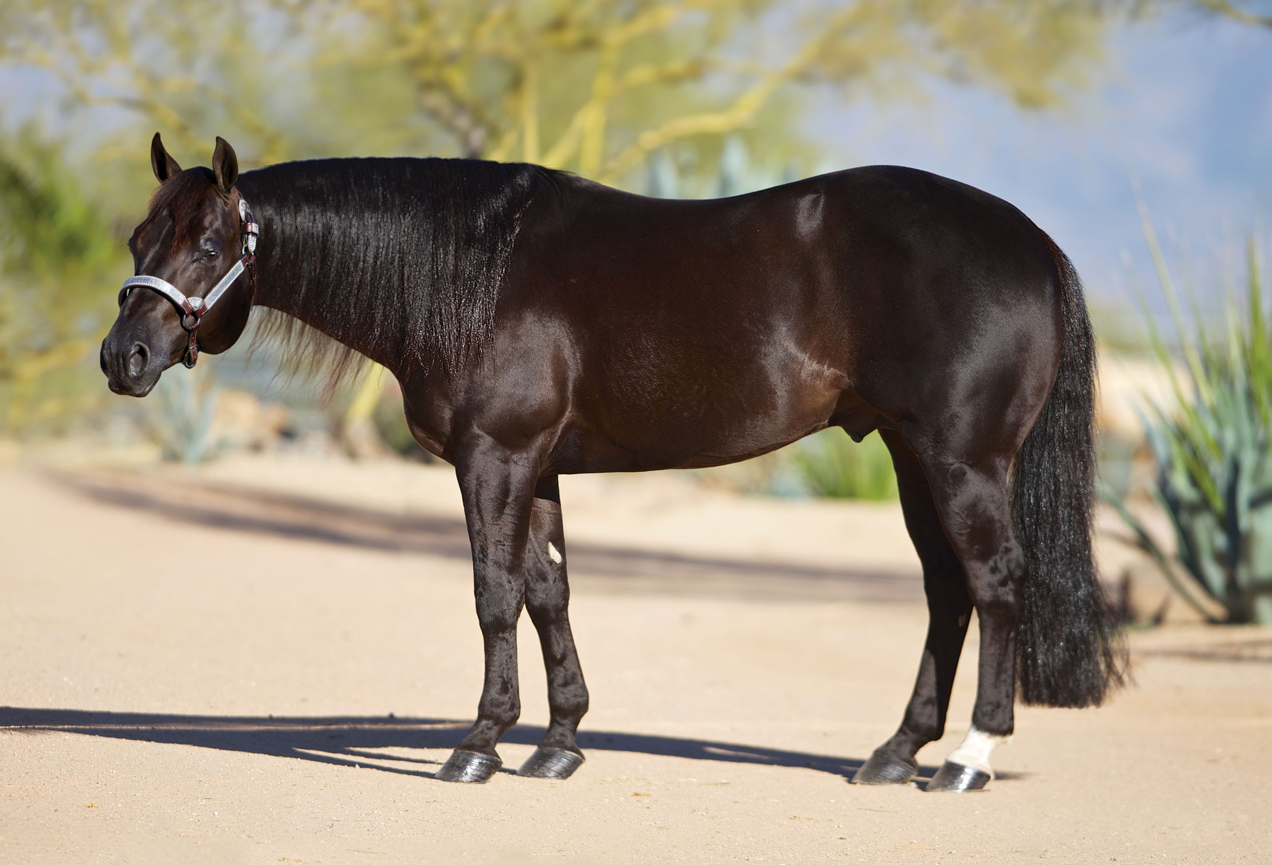 LATE NIGHT STOPPER, smoky black reining stallion by Jacs Electric Spark out of a Custom Crome mare
