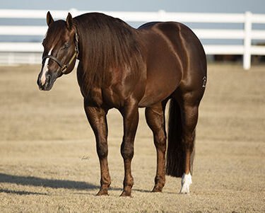 Lil Dreamin Magnum, sorrel reining stallion by Magnum Chic Dream out of a Paddys Irish Whiskey mare