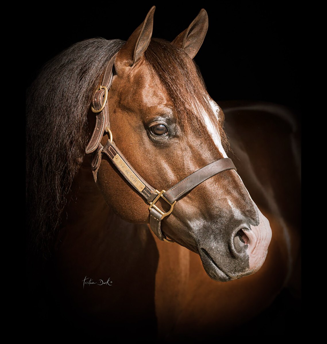 Lil Joe Cash, sorrel reining stallion by Nu Chex To Cash out of a Grays Starlight mare