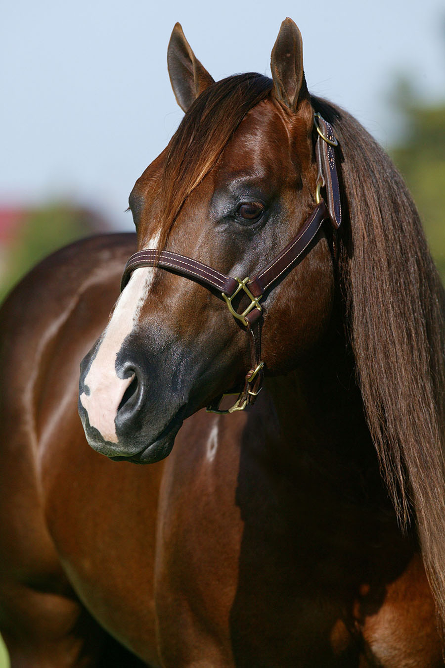 Magnum Chic Dream, sorrel reining stallion by Smart Chic Olena out of a Topsail Cody mare