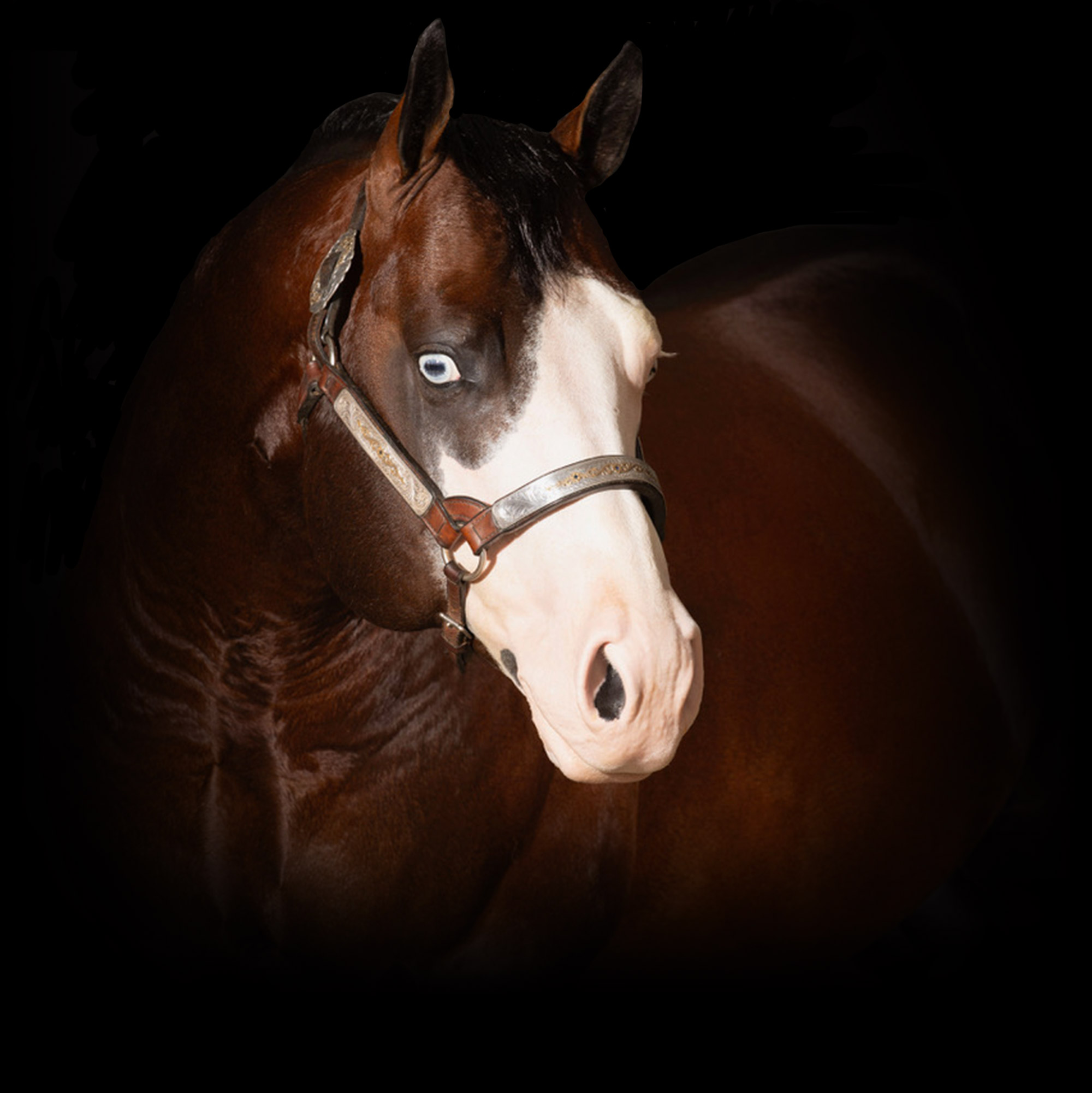 Magnums Custom Dream, bay reining stallion by Magnum Chic Dream out of a Colonels Smoking Gun mare