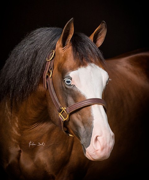 Maytheforcebewhizyou, bay reining stallion by Spooks Gotta Whiz out of a Jac O Rima mare