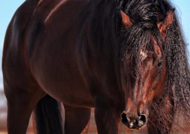 Mega Watt Shine, bay reining stallion by Marthas Mega Jac out of a Shining Spark mare