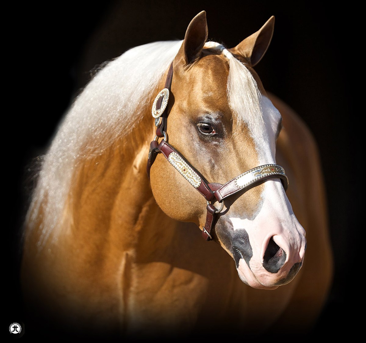Modern Gun, palomino reining stallion by Gunners Special Nite out of a Mr Boomerjac mare
