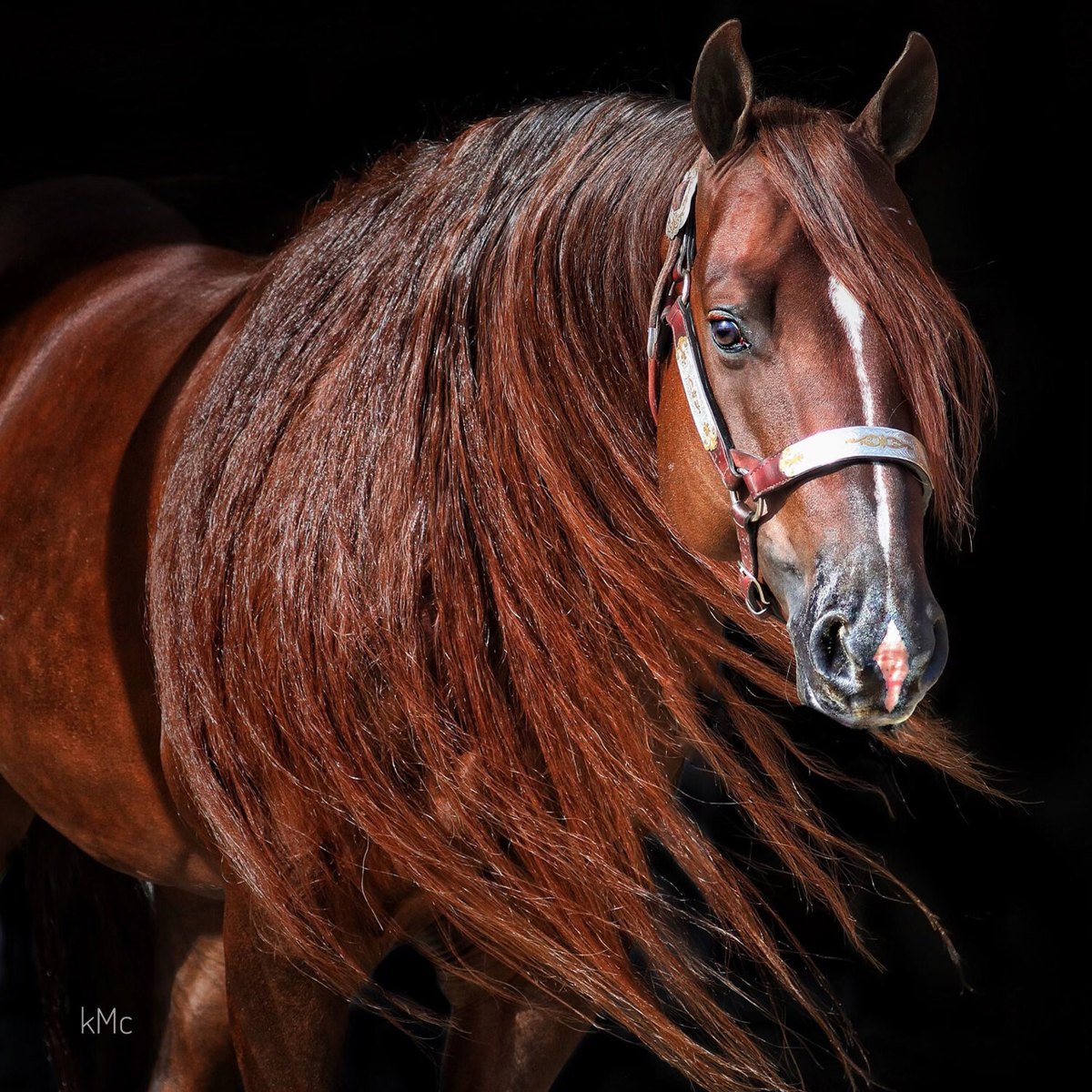 Mr Royal Hollywood, chestnut reining stallion by Hollywoodstinseltown out of a Custom Crome mare