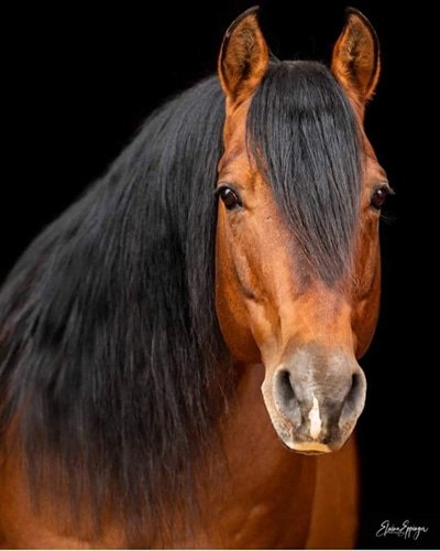 Mr Spins Doctor, dun reining stallion by Zans Shining Step