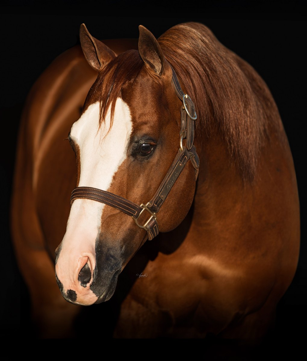 No Smoking Required, sorrel reining stallion by Colonels Smoking Gun out of a Smart Chic Olena mare