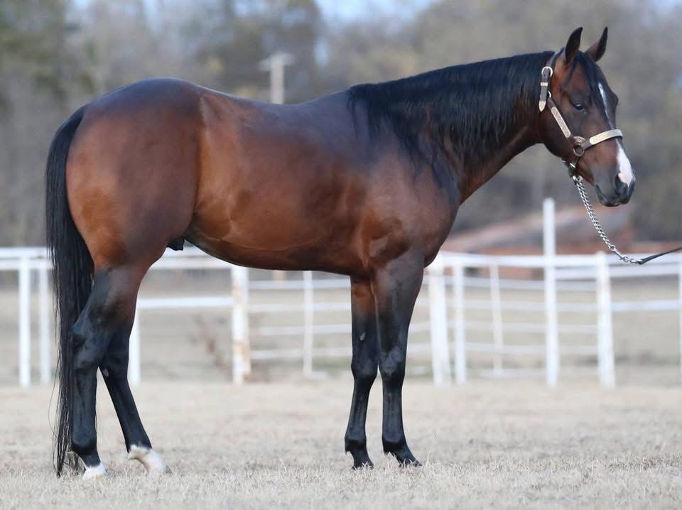 OLD CHEYENNE, bay reining stallion by Tulare out of a Master Remedy mare