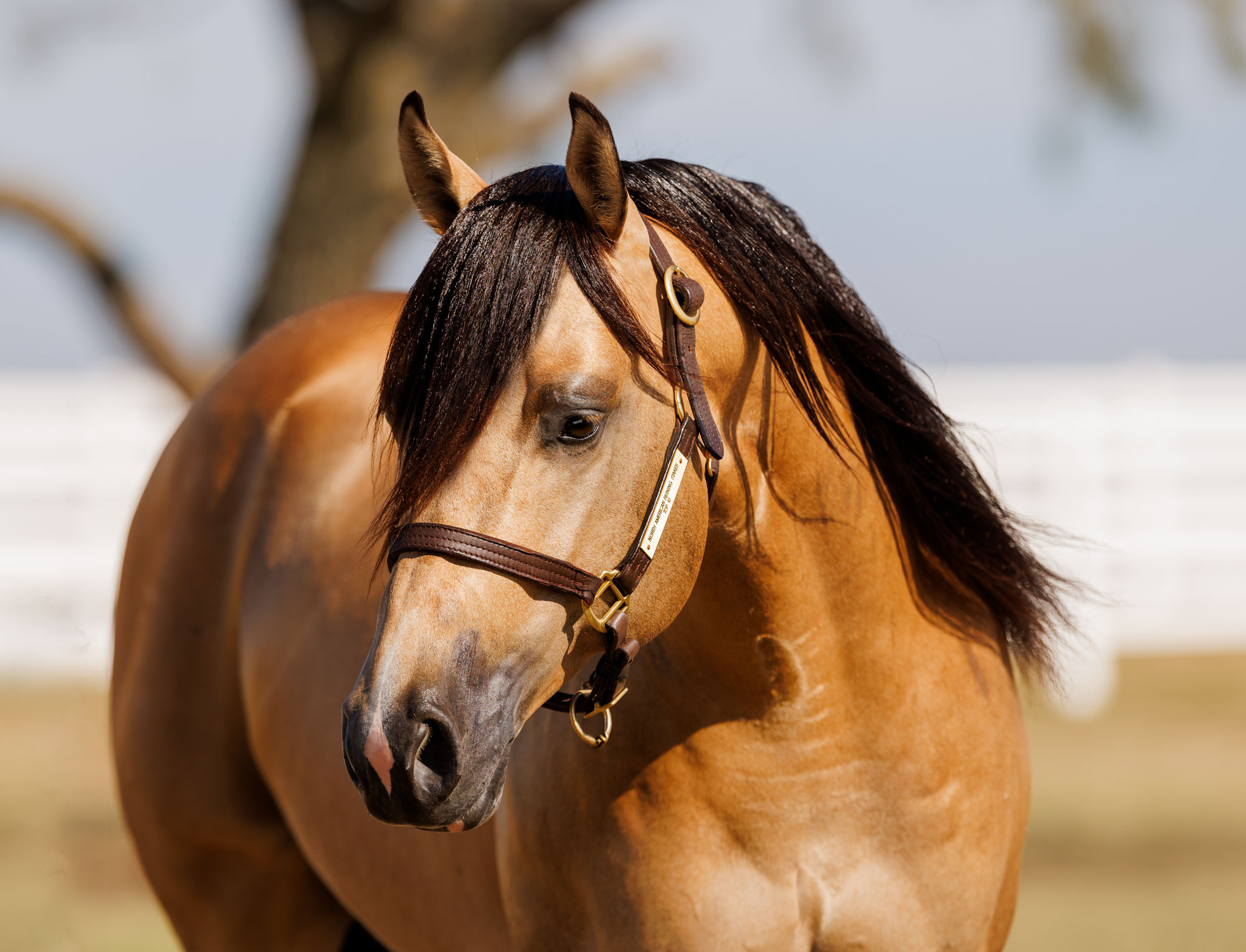 Outta Yur League, buckskin reining stallion by Spooks Gotta Whiz