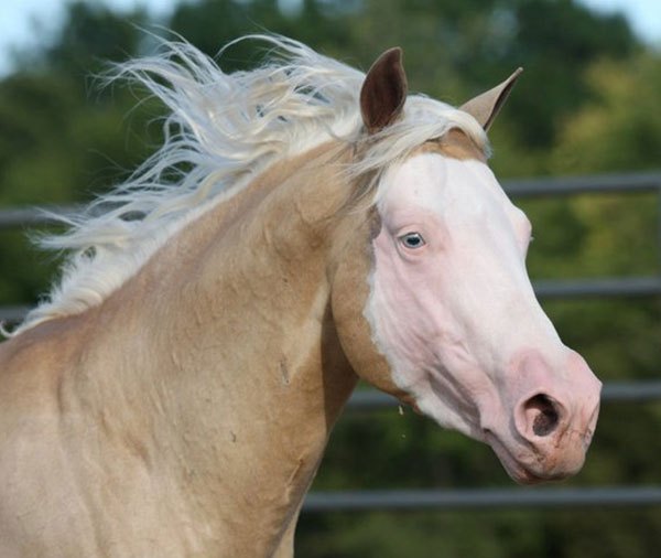 Pale Face Dunnit, palomino reining stallion by Colonels Smoking Gun