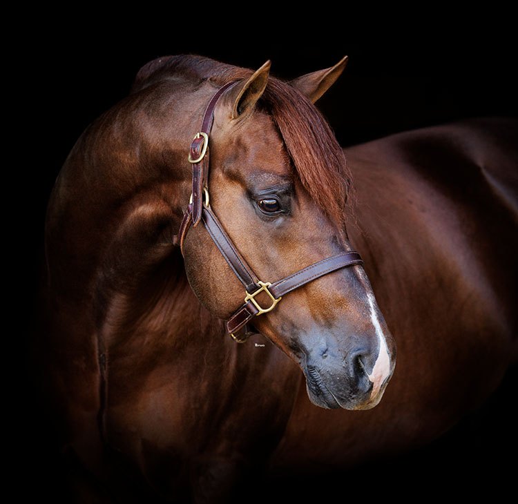 Patriot, sorrel reining stallion by Smart Spook out of a Lil Ruf Peppy mare