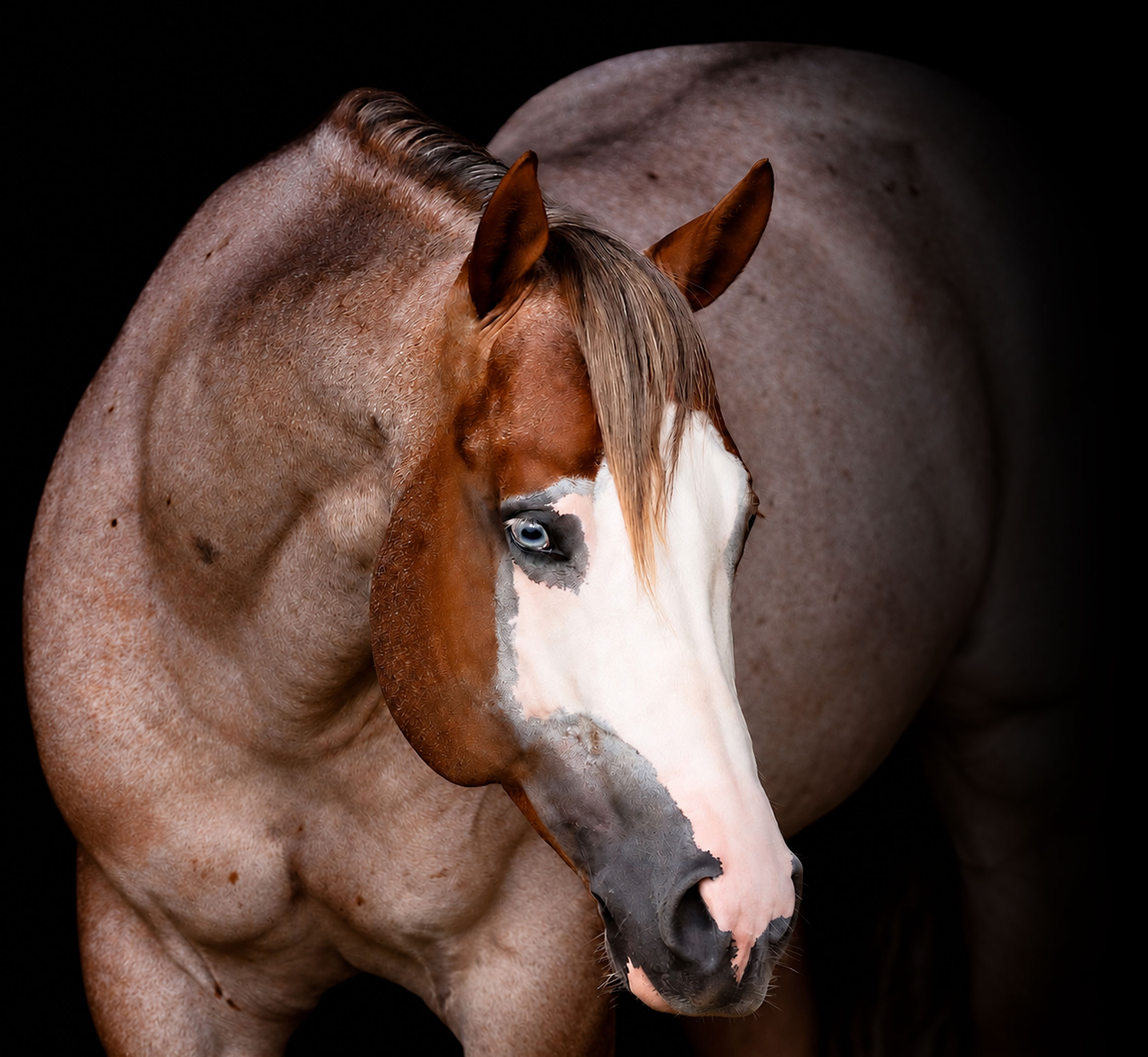 Payaso Rojo Gunner, red roan reining stallion by Colonels Smoking Gun
