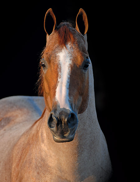 Peptoboonsmal, red roan reining stallion by Peppy San Badger