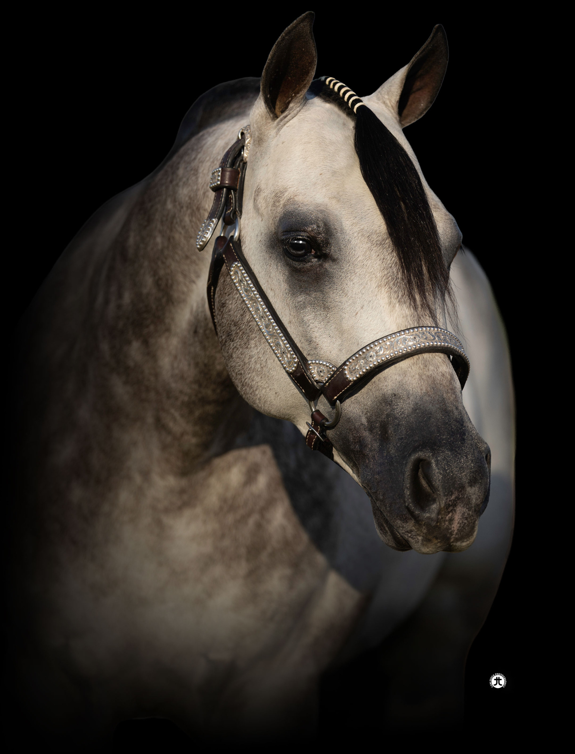 Picture Perrfect, gray reining stallion by Spooks Gotta Whiz
