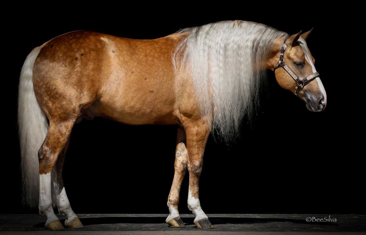 Platinum Vintage, palomino reining stallion by A Sparkling Vintage out of a Hollywood Jac 86 mare