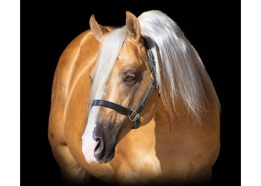 PS Mega Shine Chic, palomino reining stallion by Shine Chic Shine