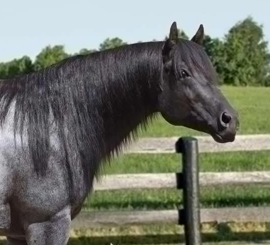 Roaninic, blue roan reining stallion by Gotta Lotta Bud out of a Commandalena mare