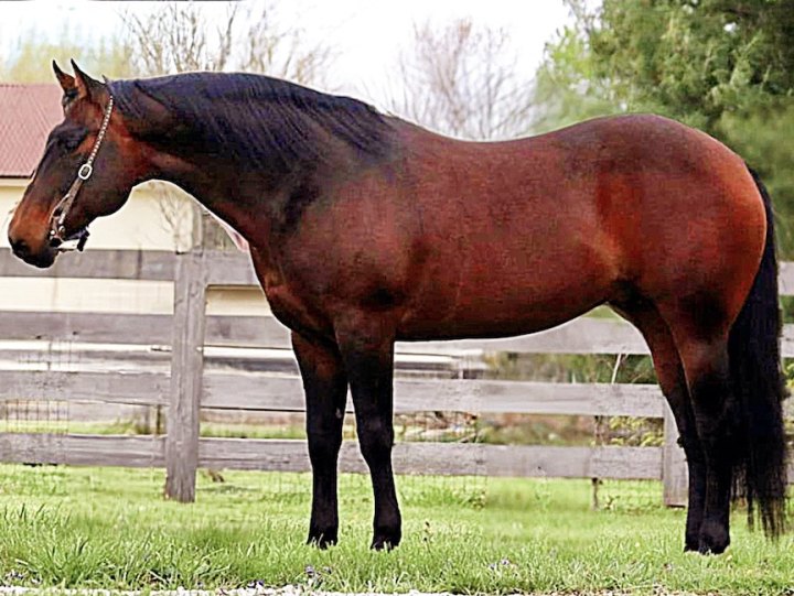 Rowdinic, reining stallion by Strike Em Out