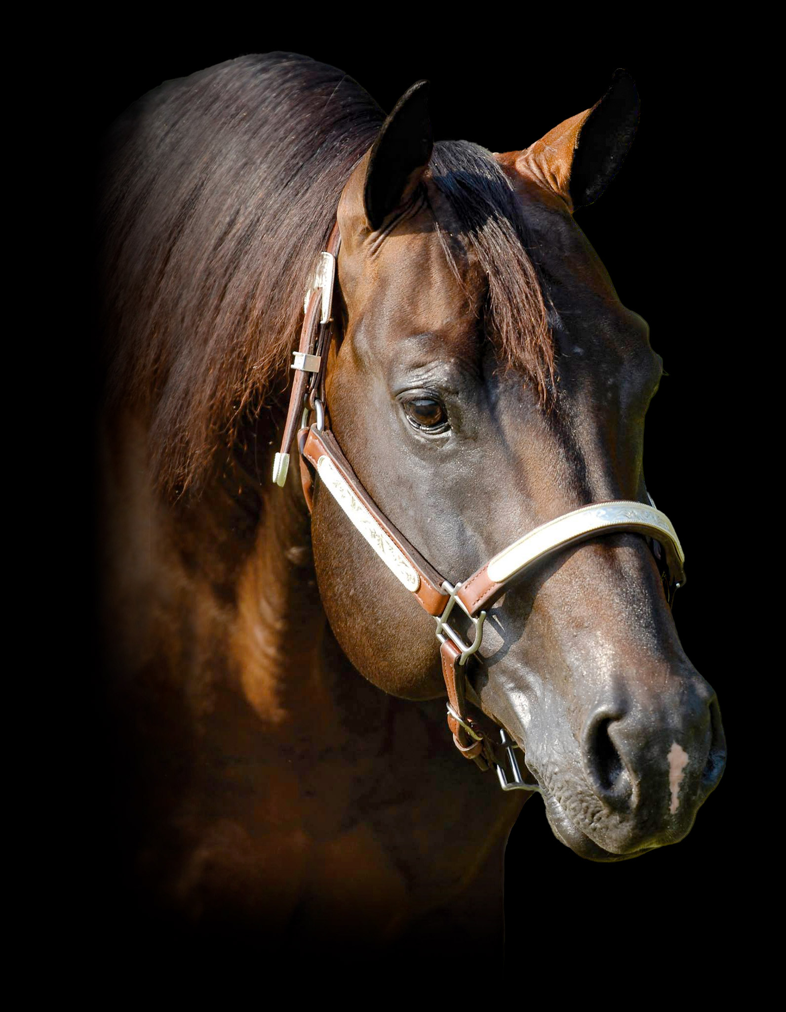 Rowdy Yankee, bay reining stallion by Smart Chic Olena out of a Ready Chex mare