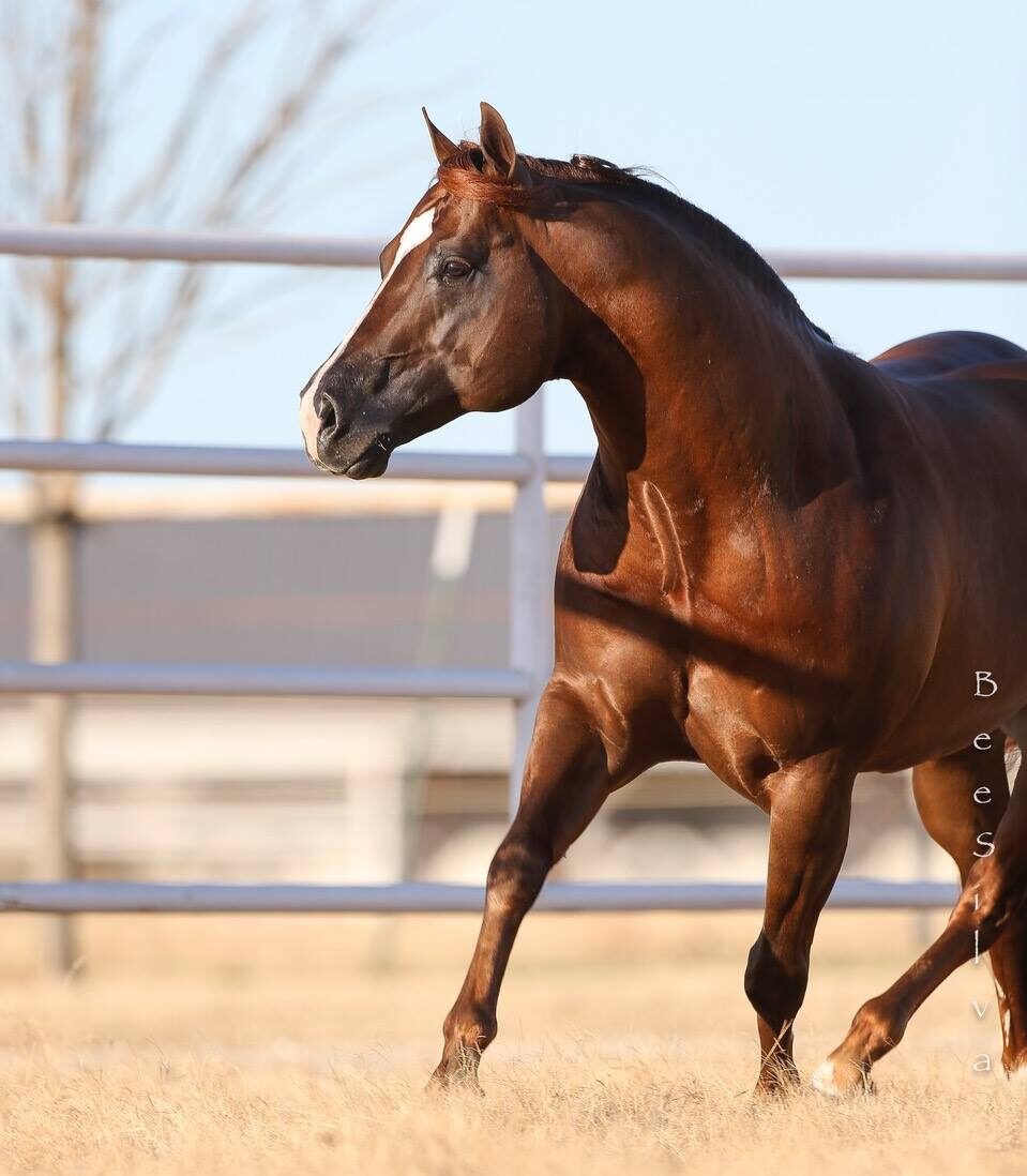 Ruf Lil Magnum, sorrel reining stallion by Magnum Chic Dream out of a Lil Ruf Peppy mare