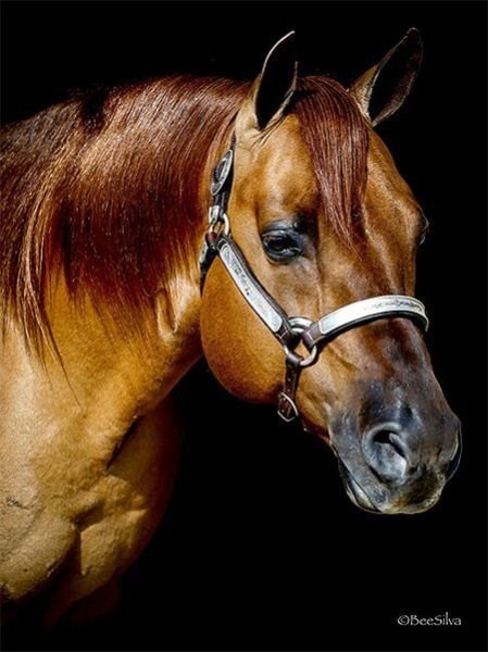 SG Frozen Enterprize, red dun reining stallion by Frozen Sailor out of a SJ Enterprise mare