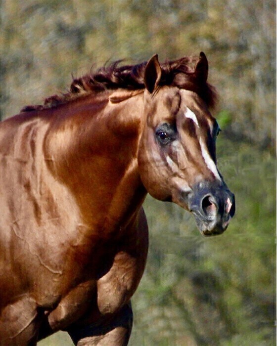 Shift N Gears, chestnut reining stallion by Gunnatrashya