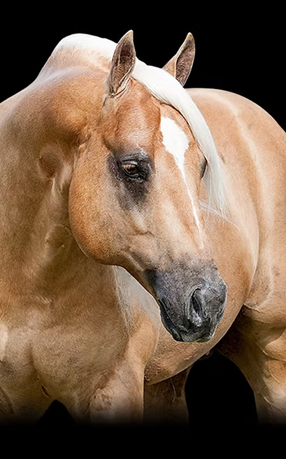 Shiners Voodoo Dr, palomino reining stallion by Shining Spark out of a Smart Chic Olena mare