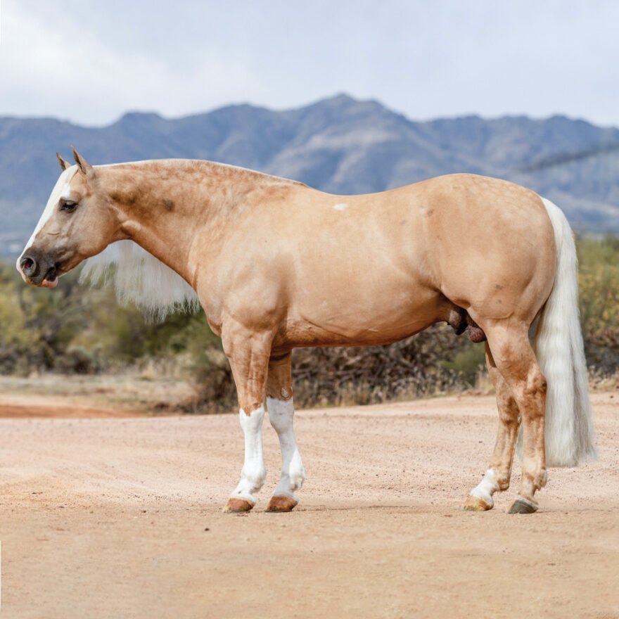 Shining In Town, palomino reining stallion by Hollywoodstinseltown out of a Shining Spark mare