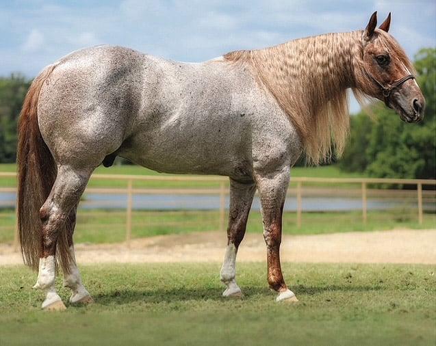 SHO CAT, red roan reining stallion by Metallic Cat