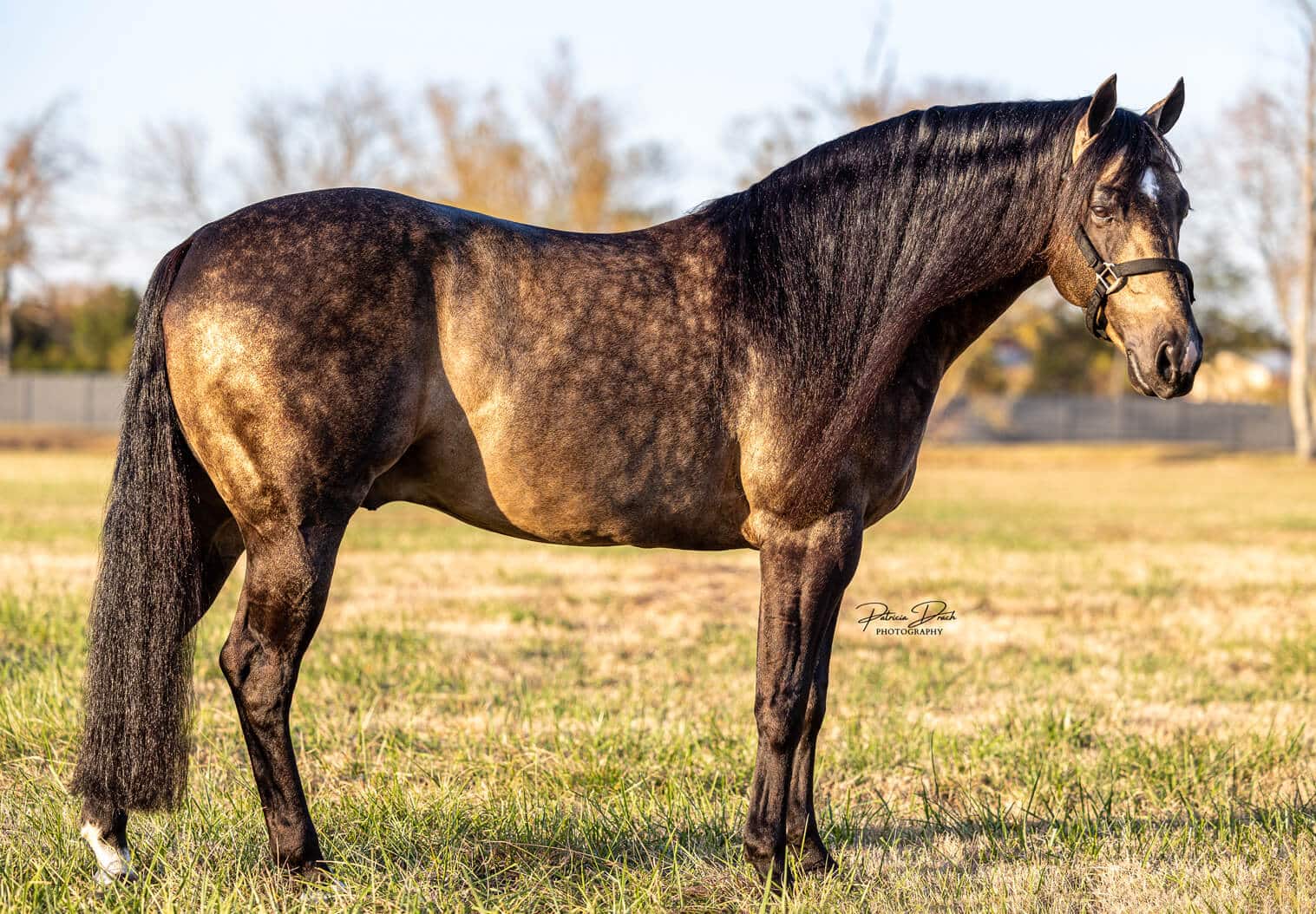Smart Cowboy Whiz, reining stallion by Who Whiz It