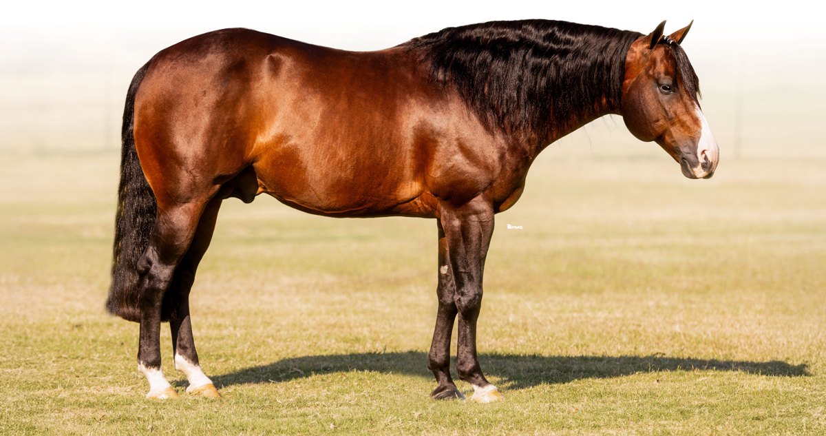 Smoking Trash, bay reining stallion by Gunnatrashya out of a One Gun mare — gallery photo 1