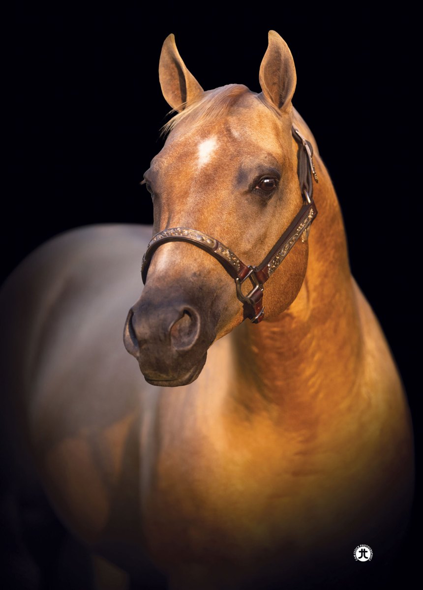 Snip O Lution, palomino reining stallion by Einsteins Revolution out of a Nu Chex To Cash mare