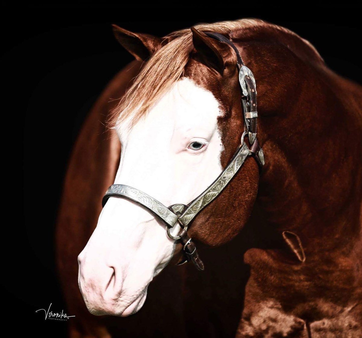 Snipers Smoking Gun, chestnut splash white reining stallion by Colonels Smoking Gun out of a Grays Starlight mare