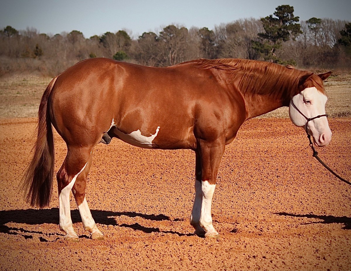 Snipers Smoking Gun, chestnut splash white reining stallion by Colonels Smoking Gun out of a Grays Starlight mare — gallery photo 1