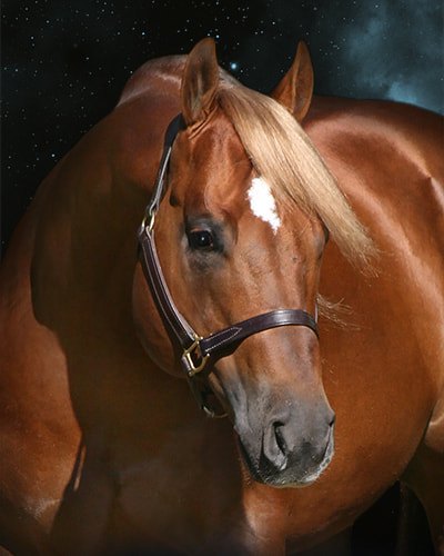 Sparklin Magnum, sorrel reining stallion by Magnum Chic Dream out of a Genuine Doc mare
