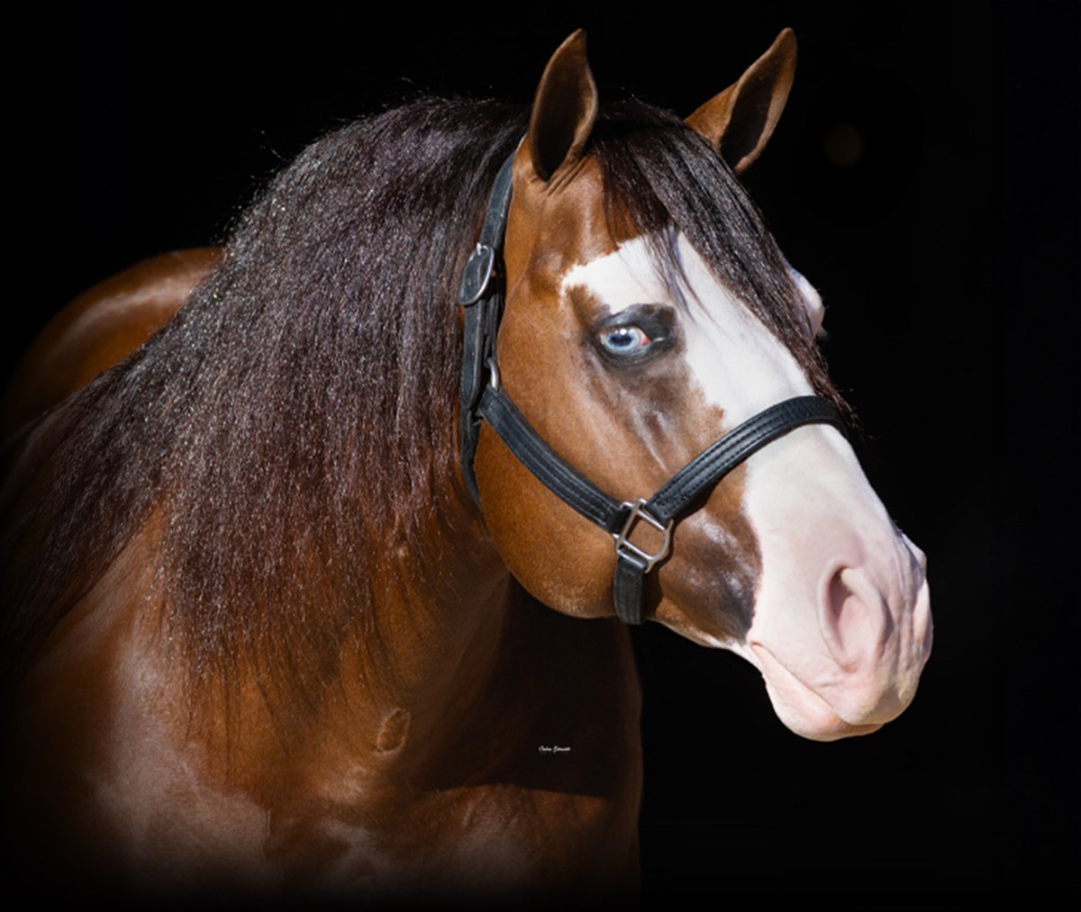 Spat Toy Boy Gun, chestnut reining stallion by Spat Split And White