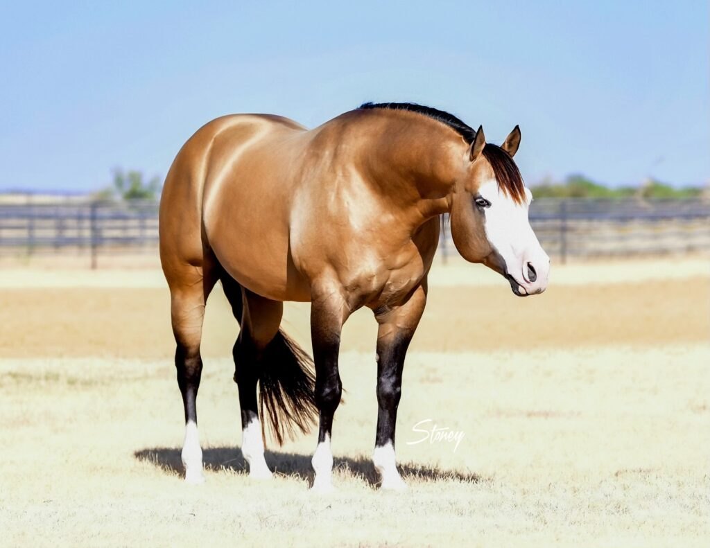 Spookin Up Dust, buckskin reining stallion by Spooks Gotta Gun