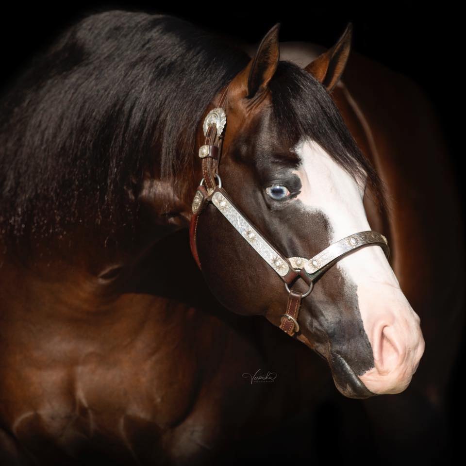Spooks Gotta Outfire, bay reining stallion by Spooks Gotta Whiz out of a Custom Crome mare