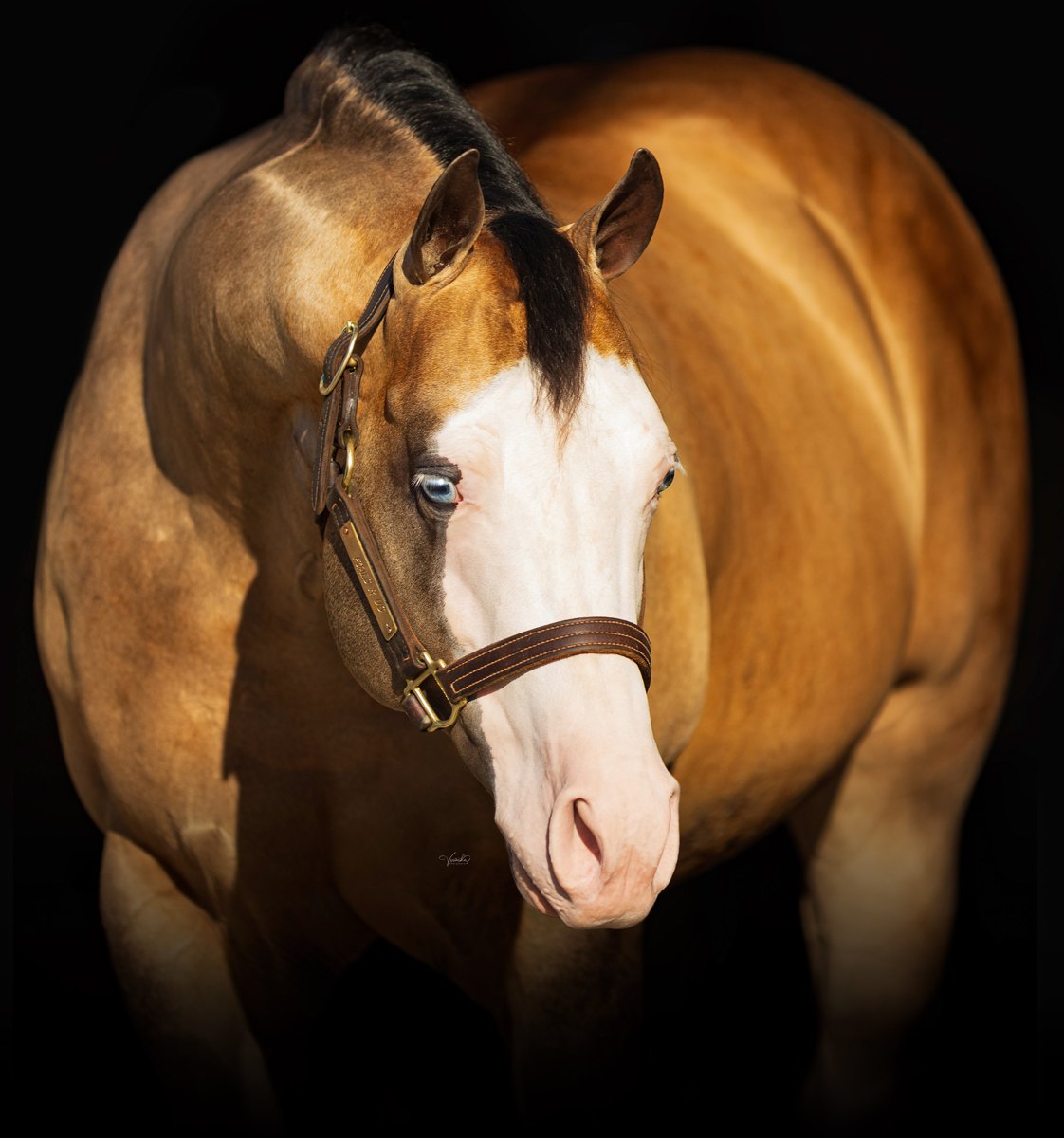 Spooks Gotta Spark, buckskin reining stallion by Spooks Gotta Whiz out of a Shining Spark mare