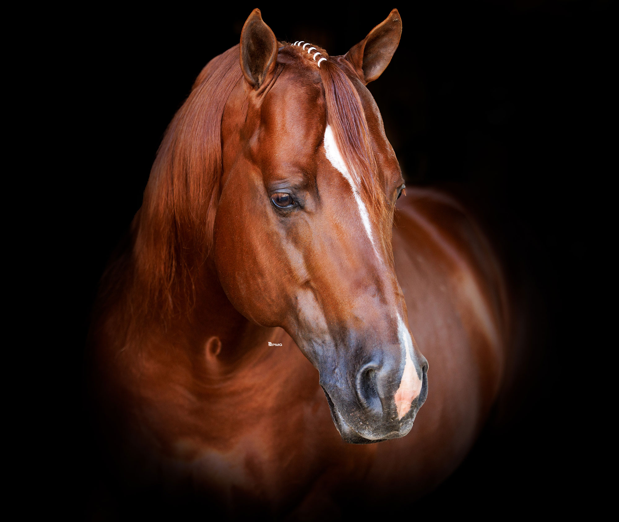 SPOOKS GOTTA TINSEL, sorrel reining stallion by Spooks Gotta Gun out of a Hollywoodstinseltown mare