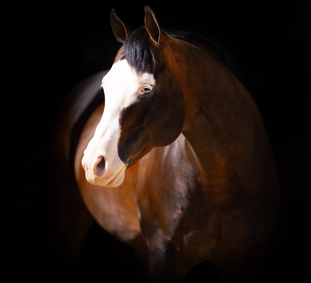 Spooks Gotta Whiz, bay reining stallion by Spooks Gotta Gun out of a Topsail Whiz mare