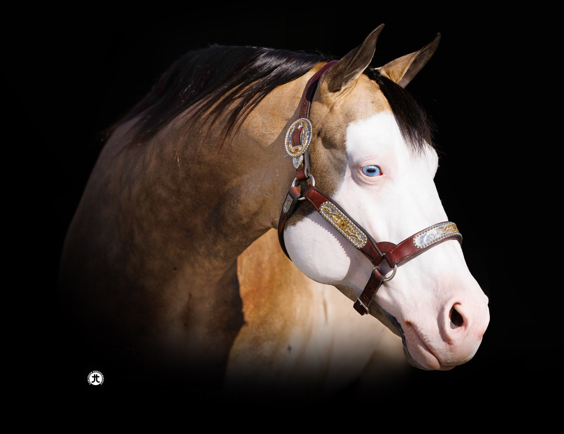 SPOOKS GRAND SLAM, buckskin reining stallion by Spooks Gotta Whiz out of a Shining Spark mare