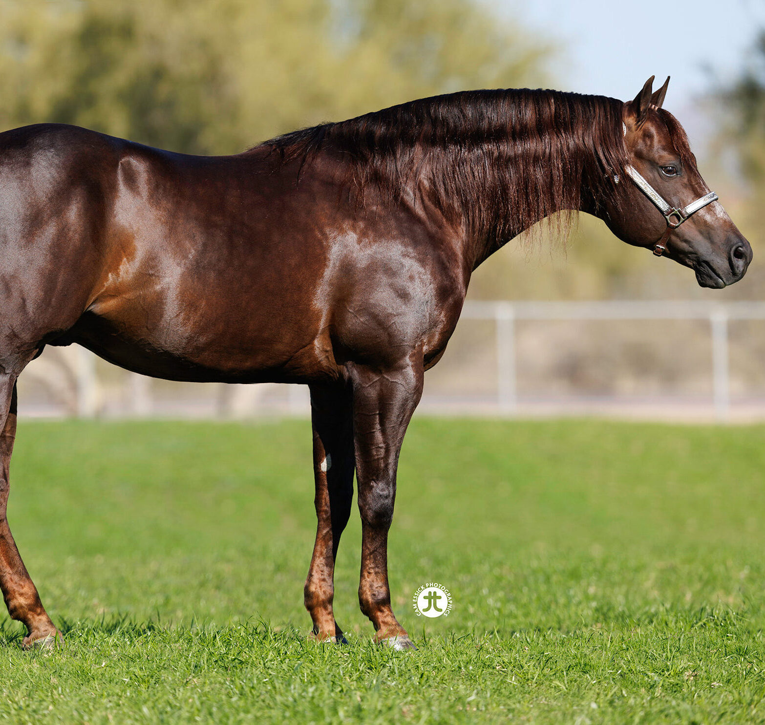 Spooks N Jewels, sorrel reining stallion by Smart Spook out of a Topsail Whiz mare