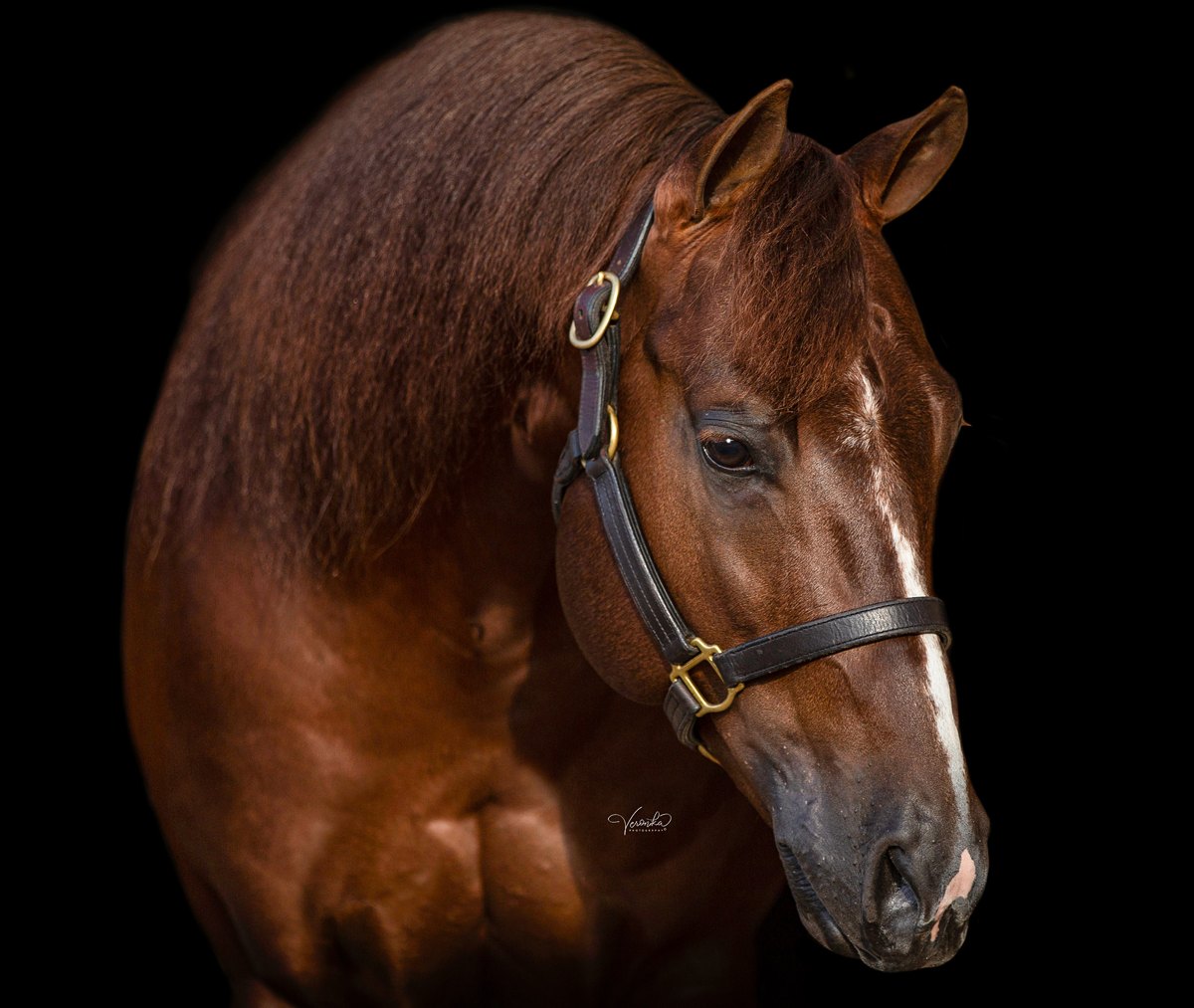 Super Marioo, sorrel reining stallion by Gunnatrashya