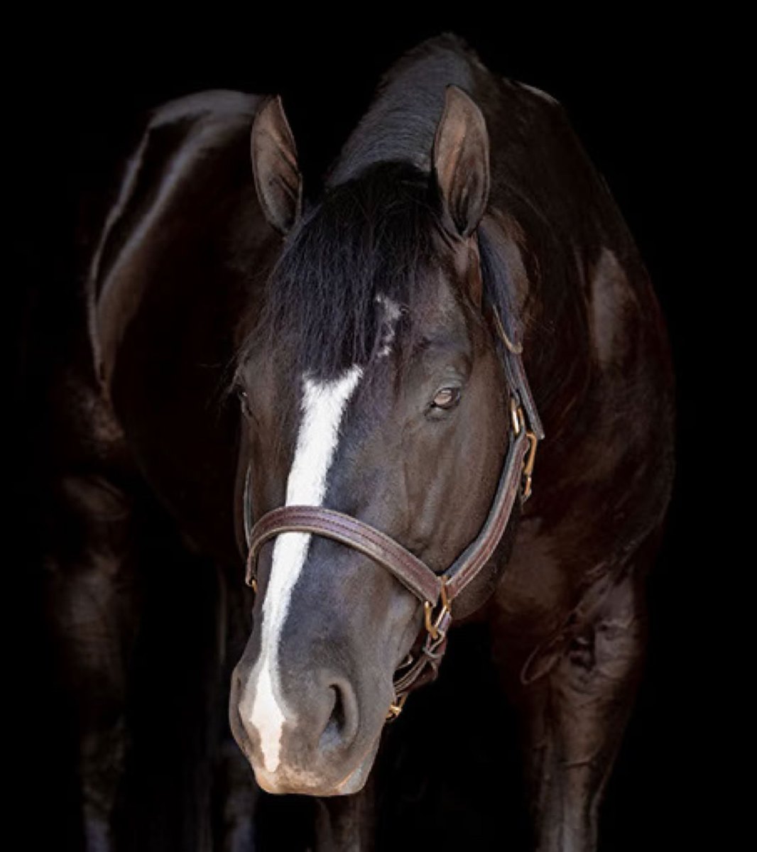 Taking A Mistress, black reining stallion by Taking A Rest