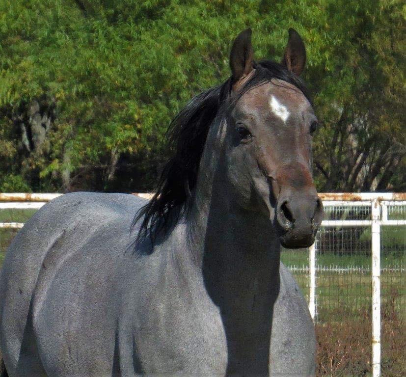 TEXAS REMEDY, brown roan reining stallion by Yellow Roan Of Texas out of a Master Remedy mare